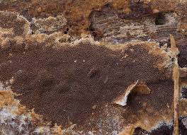 Attēlu rezultāti vaicājumam “Phellinus ferruginosus”