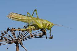 Attēlu rezultāti vaicājumam “Tettigonia viridissima”