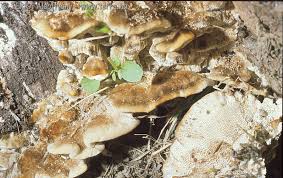 Attēlu rezultāti vaicājumam “Coriolopsis trogii”