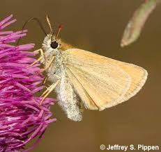 Attēlu rezultāti vaicājumam “Thymelicus lineola”