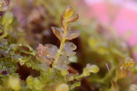 Attēlu rezultāti vaicājumam “Cladopodiella fluitans”