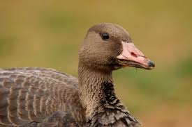 Attēlu rezultāti vaicājumam “Anser albifrons”