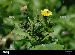 Attēlu rezultāti vaicājumam “Sonchus oleraceus bud”