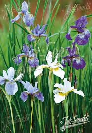 Attēlu rezultāti vaicājumam “Iris sibirica flower”
