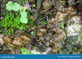 Attēlu rezultāti vaicājumam “Nostoc commune macro”