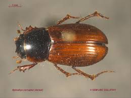 Attēlu rezultāti vaicājumam “Aphodius subterraneus”