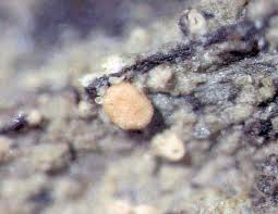 Attēlu rezultāti vaicājumam “Fellhanera subtilis”