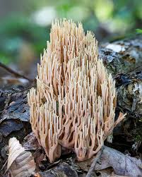 Attēlu rezultāti vaicājumam “Comatricha fragilis stalked”