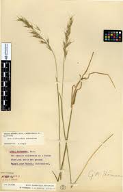 Attēlu rezultāti vaicājumam “Helictotrichon pubescens”