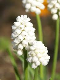 Attēlu rezultāti vaicājumam “Muscari botryoides flower”