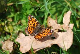 Attēlu rezultāti vaicājumam “Araschnia levana upperside”