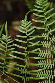 Attēlu rezultāti vaicājumam “Pteridium aquilinum”