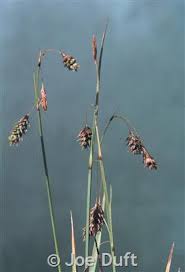 Attēlu rezultāti vaicājumam “Carex paupercula”