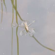 Attēlu rezultāti vaicājumam “Limnoporus rufoscutellatus”
