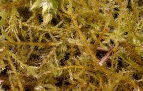 Attēlu rezultāti vaicājumam “Amblystegium serpens”