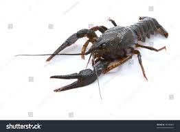 Attēlu rezultāti vaicājumam “Astacus leptodactylus”