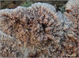 Attēlu rezultāti vaicājumam “Phlebia rufa”