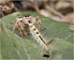 Attēlu rezultāti vaicājumam “Salticidae”