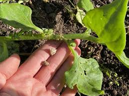 Image result for Neuseeländer Salat