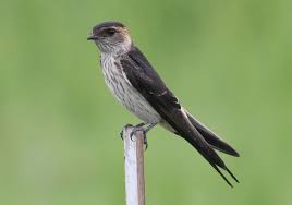 Attēlu rezultāti vaicājumam “Hirundinidae”