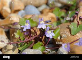 Attēlu rezultāti vaicājumam “Cymbalaria muralis flower”