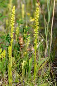 Attēlu rezultāti vaicājumam “Herminium monorchis flower”