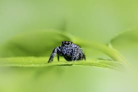 Attēlu rezultāti vaicājumam “Evarcha falcata”