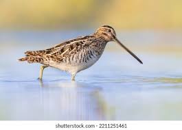 Image result for Gallinago gallinago