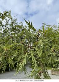 Attēlu rezultāti vaicājumam “Quercus robur fo. pectinata”