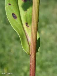 Attēlu rezultāti vaicājumam “Symphyotrichum x salignum leaf”