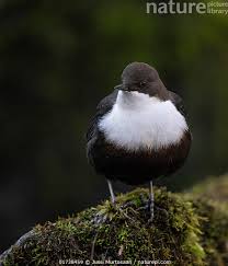 Attēlu rezultāti vaicājumam “Cinclus cinclus”