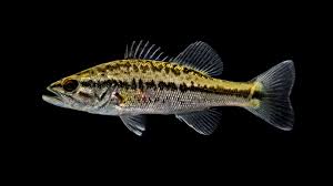 Image result for Micropterus dolomieu