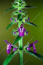 Attēlu rezultāti vaicājumam “Stachys sylvatica”