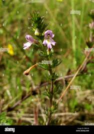 Image result for Euphrasia stricta