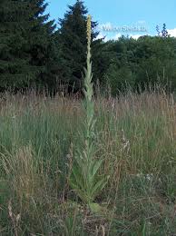Image result for Verbascum densiflorum