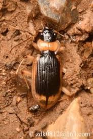 Attēlu rezultāti vaicājumam “Nebria livida”