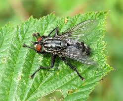 Attēlu rezultāti vaicājumam “Sarcophaga carnaria”
