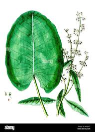 Attēlu rezultāti vaicājumam “Rumex aquaticus bud”