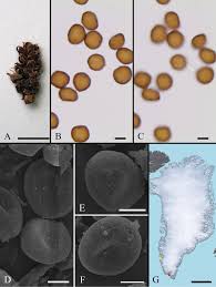 Attēlu rezultāti vaicājumam “Urocystis anemones spores”