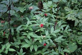 Attēlu rezultāti vaicājumam “Rubus illecebrosus”