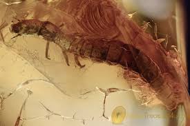 Attēlu rezultāti vaicājumam “Raphidioptera larva”