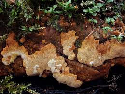 Attēlu rezultāti vaicājumam “Rigidoporus crocatus”