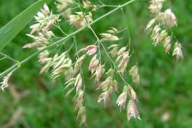 Attēlu rezultāti vaicājumam “Holcus lanatus  flower”