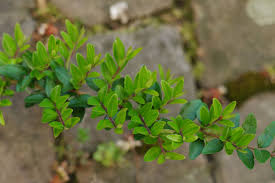 Attēlu rezultāti vaicājumam “Lonicera caerulea var. pallasii leaf”