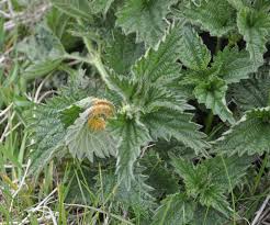 Attēlu rezultāti vaicājumam “Puccinia urticata”