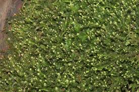 Attēlu rezultāti vaicājumam “Cladopodiella fluitans”