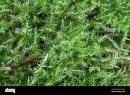 Attēlu rezultāti vaicājumam “Eurhynchiastrum pulchellum macro”