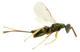 Attēlu rezultāti vaicājumam “Torymidae”