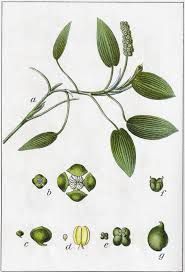 Attēlu rezultāti vaicājumam “Potamogeton natans leaf”