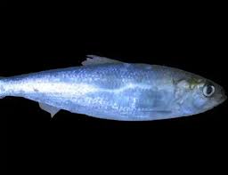 Image result for Alosa alabamae